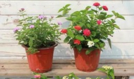 沃神最新爆料全部消息视频,全面解析热点事件幕后真相